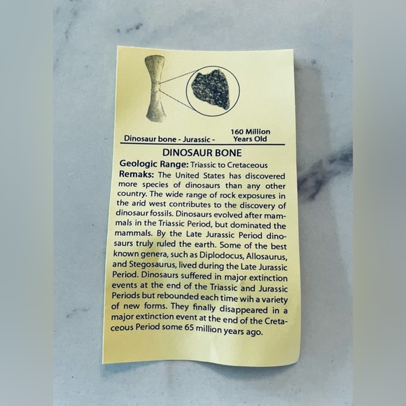 🦕 Educational Fossils Set: dinosaur, ammonite, petrified wood, etc. Geol… - Picture 9 of 16